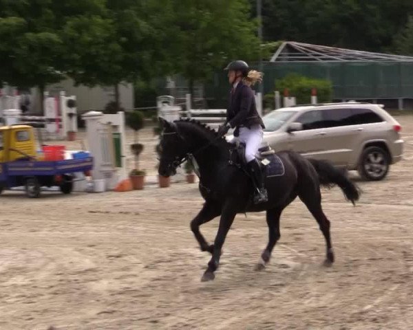 Dressurpferd Ascari 52 (Westfale, 2010, von Arpeggio)