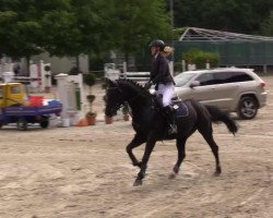 dressage horse Ascari 52 (Westphalian, 2010, from Arpeggio)