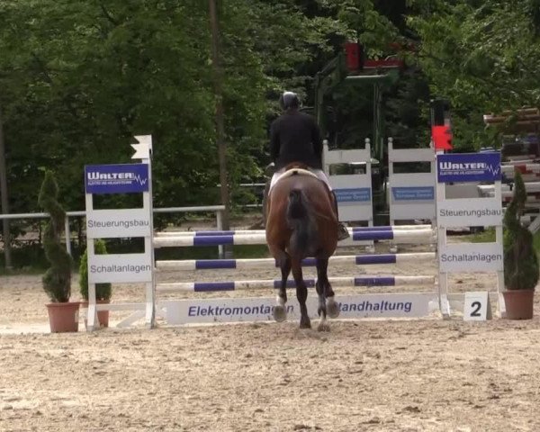 broodmare Crinula CR (Holsteiner, 2010, from Conway II)