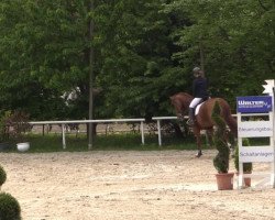 jumper Calmund K (Westphalian, 2010, from Cöster 4)