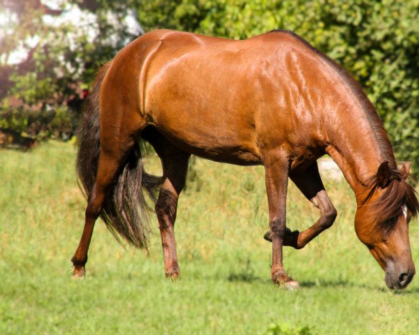 horse Kay Lane BS (Peruvian Paso, 2003, from Sanson)