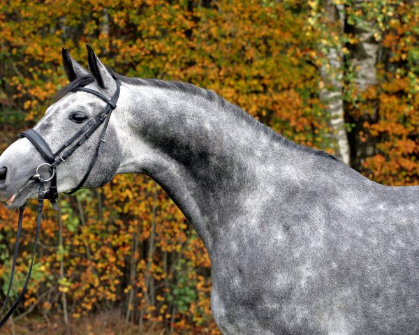 horse Roki 6 (unknown, 2000, from Rotspon) horse Roki 6 (unknown, 2000, from Rotspon)