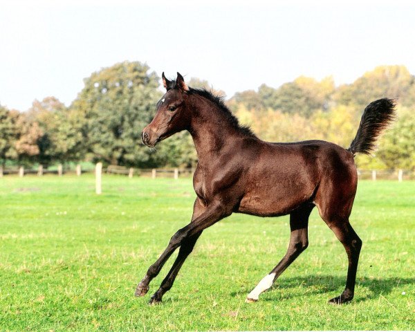 horse Stute von AJM Armani ox (Arabian purebred, 2014, from Ajm Armani ox)