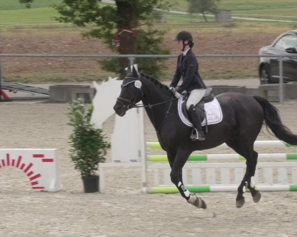 Reitturnier Ehningen 2020