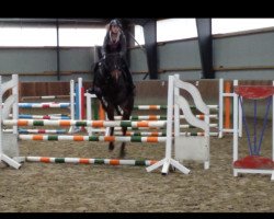 jumper Coco 247 (Westphalian, 2007, from Collin L)