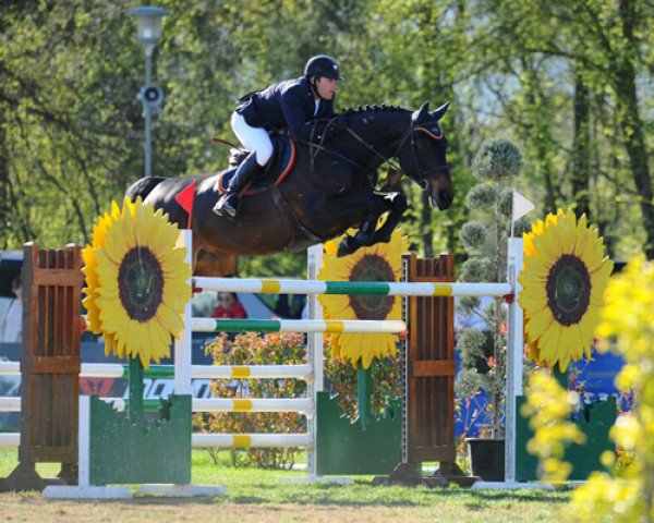 jumper Espadon van de Kranenburg (Belgian Warmblood, 2004, from Kimball) jumper Espadon van de Kranenburg (Belgian Warmblood, 2004, from Kimball)