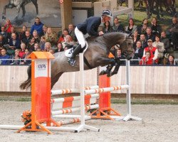 stallion Hamilton (KWPN (Royal Dutch Sporthorse), 2012, from Tangelo van de Zuuthoeve)