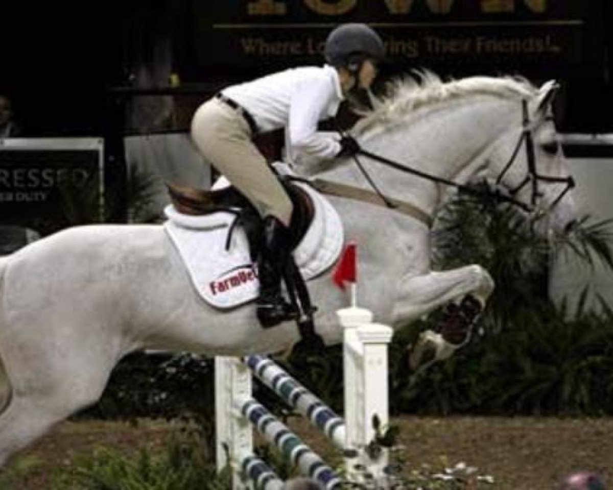 stallion Laurin Holstein (Holsteiner, 1989, from Laurin)