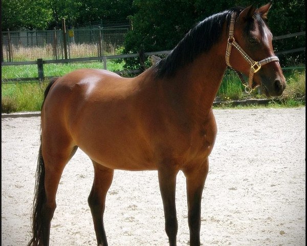 broodmare Vanessa (German Riding Pony, 1990, from Hogewald's Vadi) broodmare Vanessa (German Riding Pony, 1990, from Hogewald's Vadi)