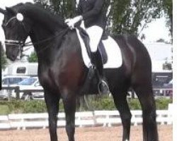 dressage horse Vürst Paul (Westphalian, 2007, from Van the Man)