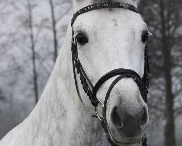 broodmare Doriana Blue (Westphalian, 2007, from Donnerball) broodmare Doriana Blue (Westphalian, 2007, from Donnerball)