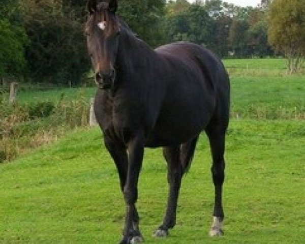 broodmare Jeversche Larina (Oldenburg, 2001, from Don Larino 171 FIN)