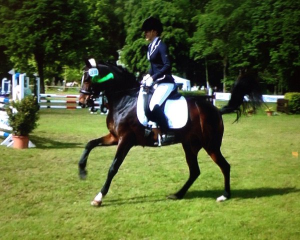 Dressurpferd Mathilda la esperanza (Deutsches Reitpony, 2009, von Miraculix)