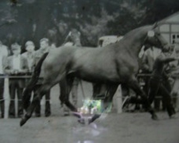 Zuchtstute Julaika (Oldenburger, 1982, von Angriff-Anruf)