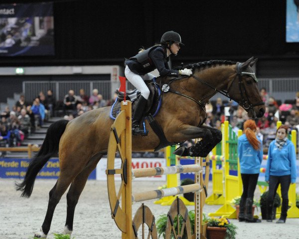 jumper Legolas 55 (Westphalian, 2000, from Lordanos)