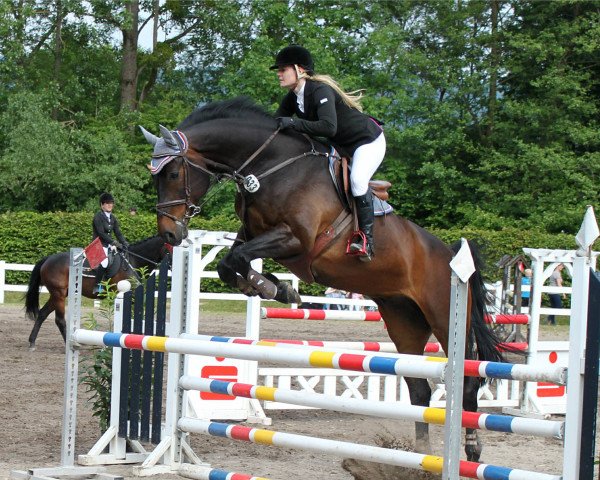 jumper Brian 28 (Holsteiner, 2005, from Contender)