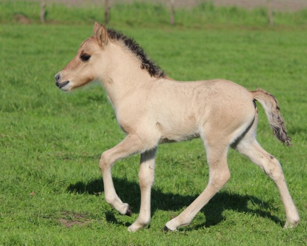 horse Sleipnir vom Röttgershof # (Iceland Horse Mix, 2015, from Mio Morgunrodi aus der Groll) horse Sleipnir vom Röttgershof # (Iceland Horse Mix, 2015, from Mio Morgunrodi aus der Groll)