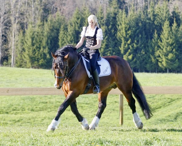 dressage horse Gigolo (South German draft horse, 2002, from Geronimo)