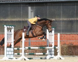 jumper Umilio M (Hanoverian, 2011, from Uccello)