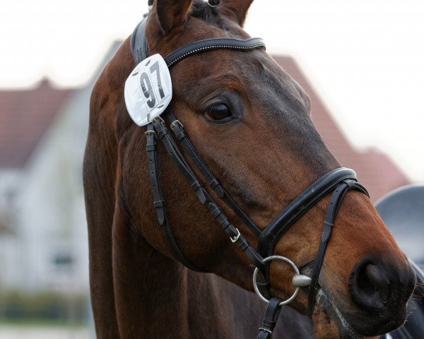 Dressurpferd Frankenberg 2 (Trakehner, 2009, von Insterburg TSF)