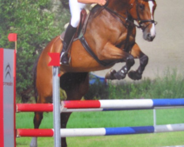 broodmare Winpurc de Nordelinga (Bavarian, 2009, from Chat qui Rit de L)