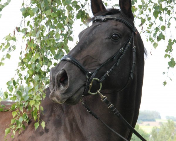 horse Winchester Boy (Westphalian, 1999, from Wellcome)