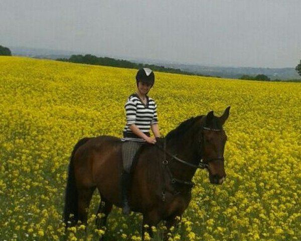 broodmare Cara Mia 56 (German Sport Horse, 2002, from Charisma)