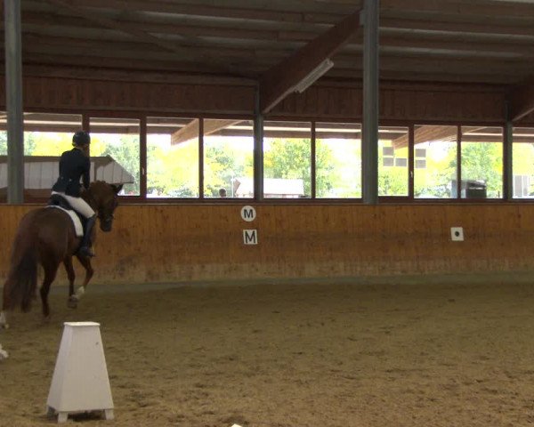 Reitturnier Appelhülsen 2020