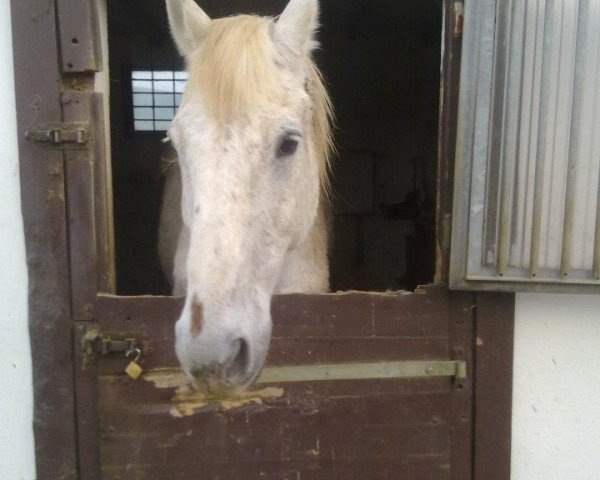 horse Lonzo 43 (Oldenburg, 1989, from Lord Liberty)