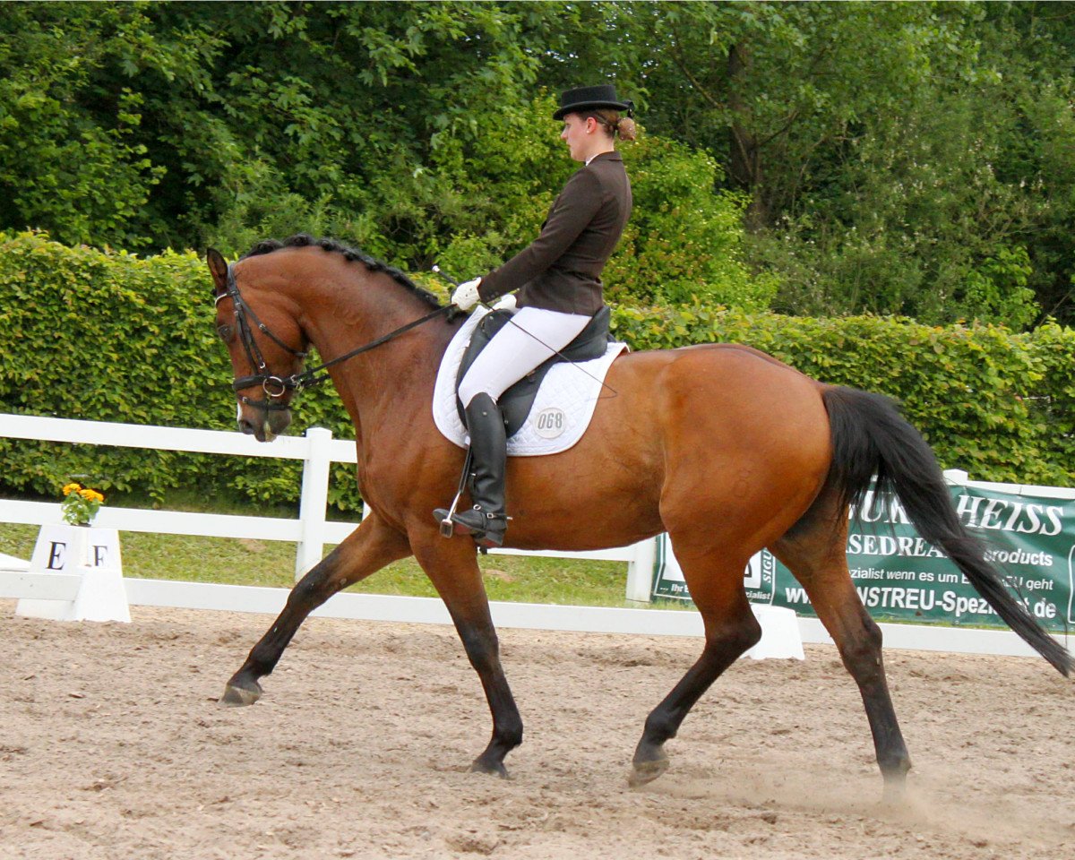 Dressurpferd Chico B (Oldenburger, 2001, von Castellini)