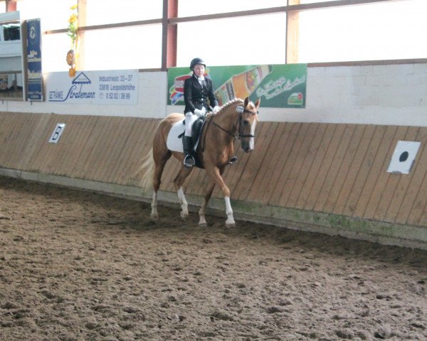 horse Silver (German Riding Pony, 2007, from Golden Dancer)