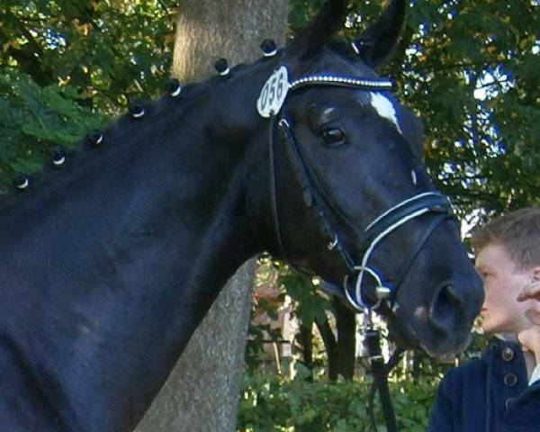 jumper Rockabilly Bud (Oldenburg, 2012, from Rockefeller)