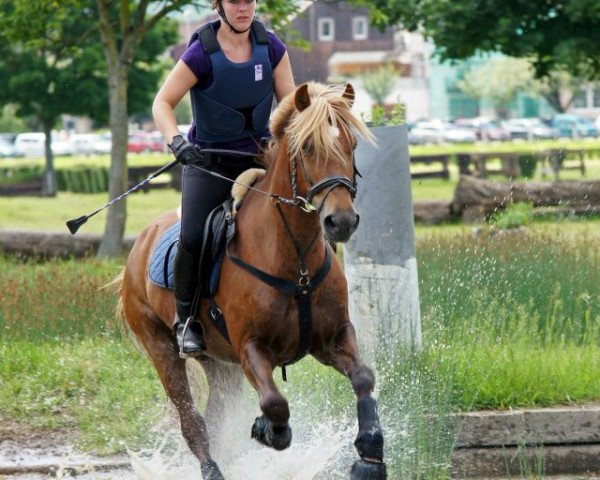 Springpferd Huisbach Balefire (Welsh-Cob (Sek. D), 2001, von Abercippyn Ben Dafydd)