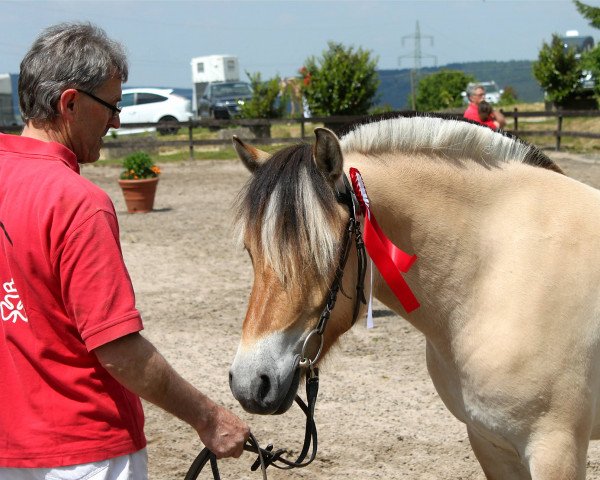 broodmare Neuensteins Alaska (Fjord Horse, 2012, from Pluto)
