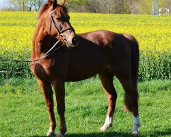 Dressurpferd King Louis (Deutsches Reitpony, 2005, von Korin)