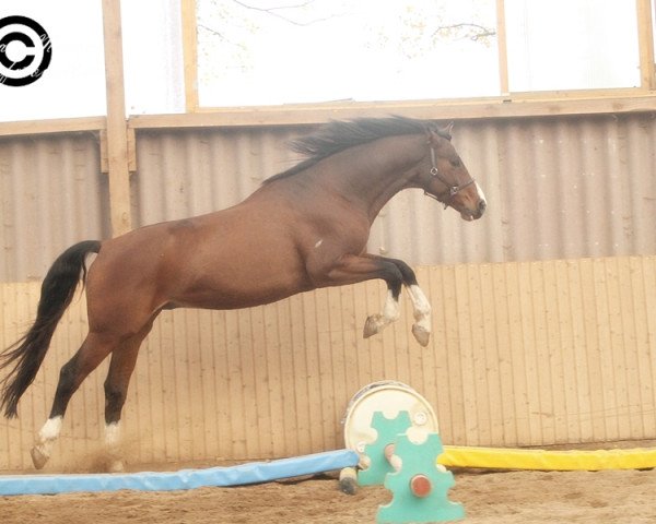 horse I can (Oldenburg, 2007, from Incolor)