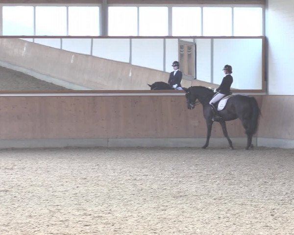Reitturnier Gut Hohenkamp / Dorsten 2020
