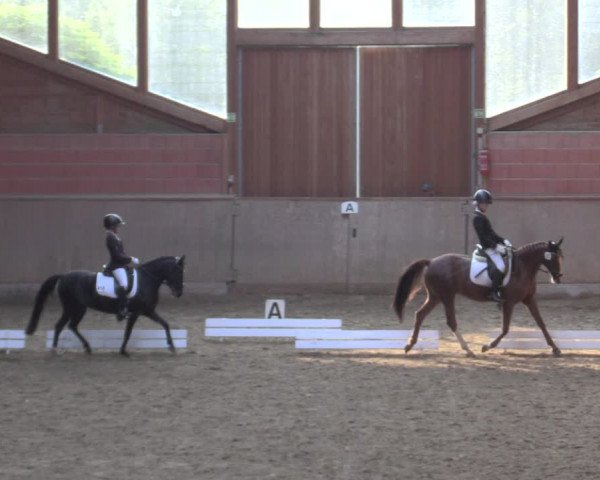 Reitturnier Dortmund-Barop 2020