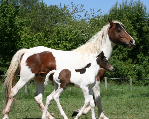 Zuchtstute Lilly of the Valley Suffield Mustang (sonstiges Pony, 2008)