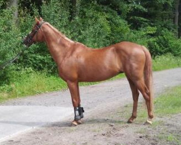 Zuchtstute Werona N (Deutsches Reitpony, 1998, von Racket)