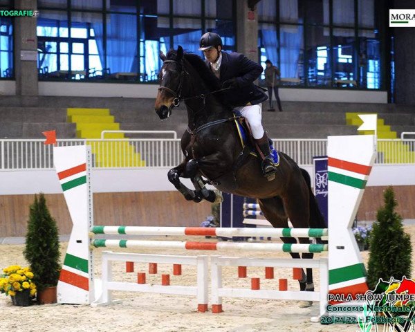 dressage horse Dream (Sella Italiano, 2010, from Silvio I)