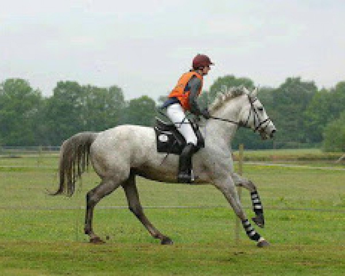 broodmare Liebelei v.Wartenberg (German Warmblood, 1998, from Carolus I)