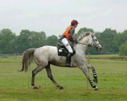 broodmare Liebelei v.Wartenberg (German Warmblood, 1998, from Carolus I)