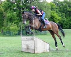 jumper Born to Fire (Ukrainisches riding horse, 2004, from Opal)
