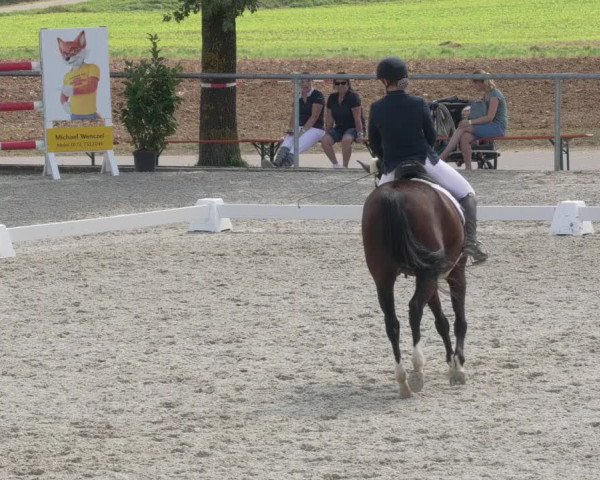 Reitturnier Ehningen 2020