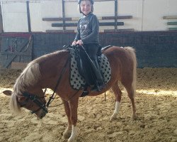 dressage horse Waldklees Hot and Cold Holly (Welsh mountain pony (SEK.A), 2009, from Coelenhage's Don Pedro)