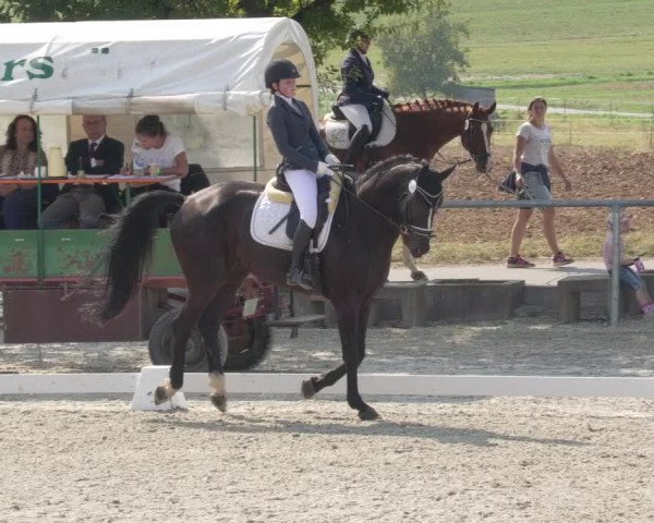 Reitturnier Ehningen 2020