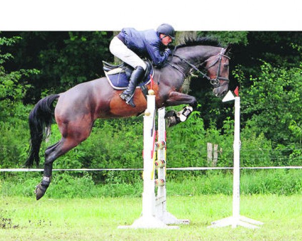 jumper Aviata 13 (Oldenburg, 2004, from Abke 4)