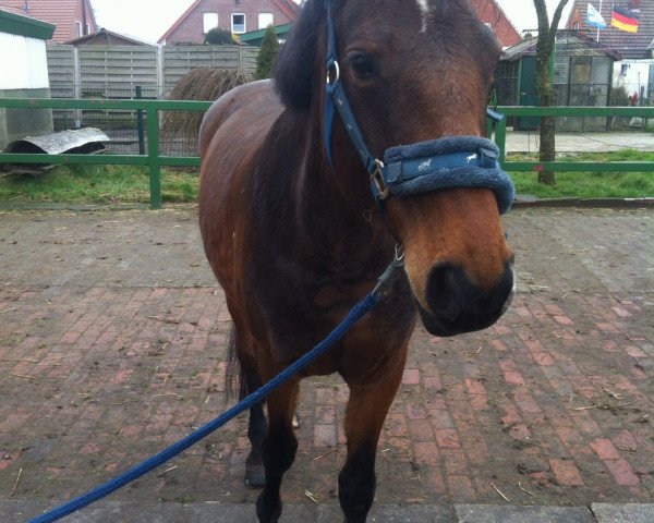 Pferd Charlene (Westfale, 1994, von Pluspunkt)