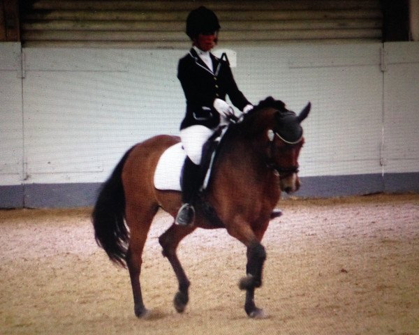 Springpferd Valentino 241 (Deutsches Reitpony, 2002, von Viktor)